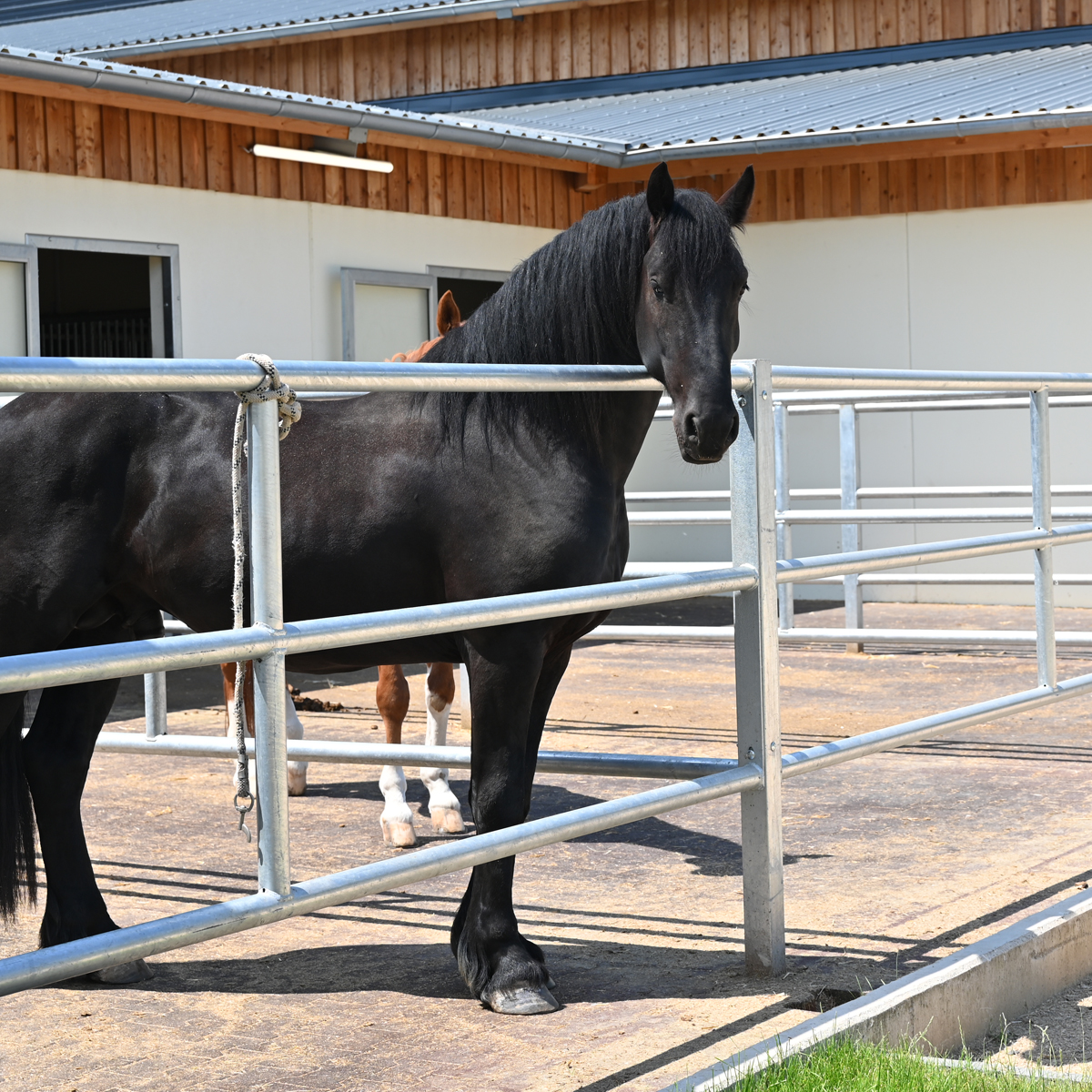 Paddock Pferd Robuster Pferde Außenpaddock 4x4m | Stalltechnik24.de